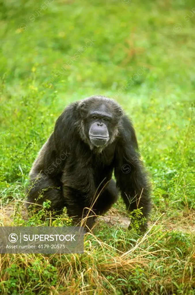 Chimpanzee (Pan t. troglodytes), adult male