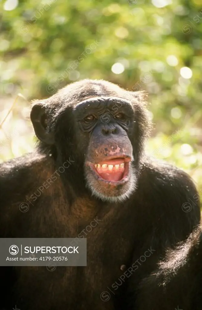 Chimpanzee (Pan t. troglodytes), adult male