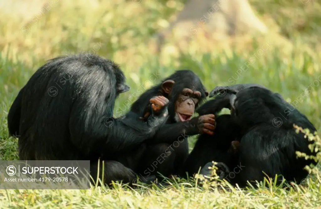 Chimpanzee (Pan t. troglodytes), Group Social Behavior