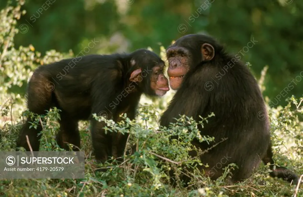 Chimpanzee (Pan t. troglodytes), Pair Social Behavior
