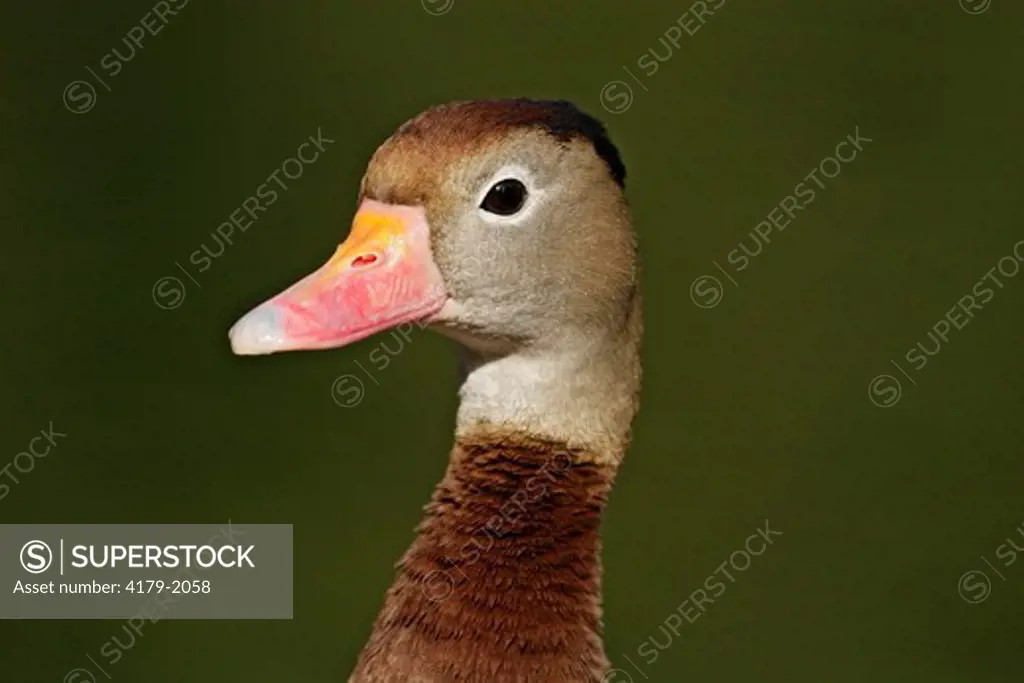 The Black-bellied Whistling-duck (Dendrocygna autumnalis), formerly also called Black-bellied Tree Duck breeds from the southernmost United States and tropical Central to south-central South America. In the USA, it can be found year-round in parts of sout