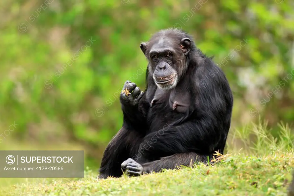 Chimpanzee (Pan t. troglodytes) Adult female  Africa