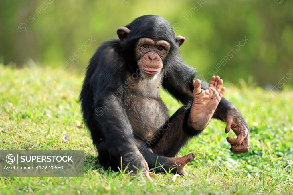 Chimpanzee (Pan t. troglodytes) young, Africa