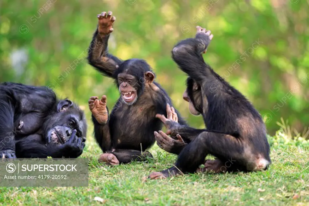 Chimpanzee (Pan t. troglodytes) Adult female with young playing, laughing, Africa
