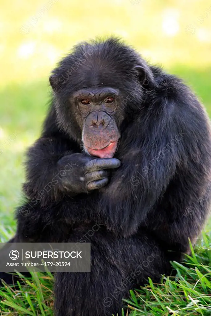 Chimpanzee (Pan t. troglodytes) Adult male,  Africa
