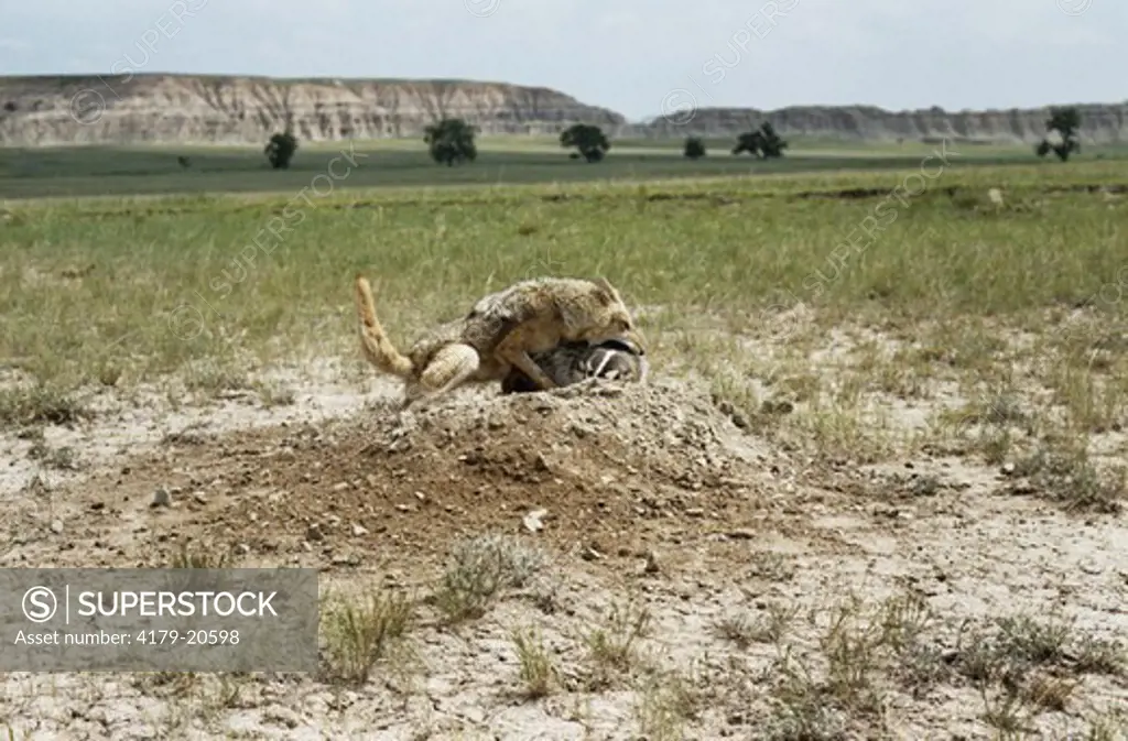 Coyote & Badger Fighting Over Prairie Dog Den (Canis latrans) SD South Dakota