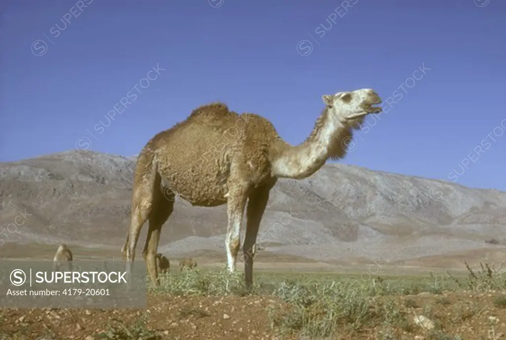 Camels near Shiraz, Iran
