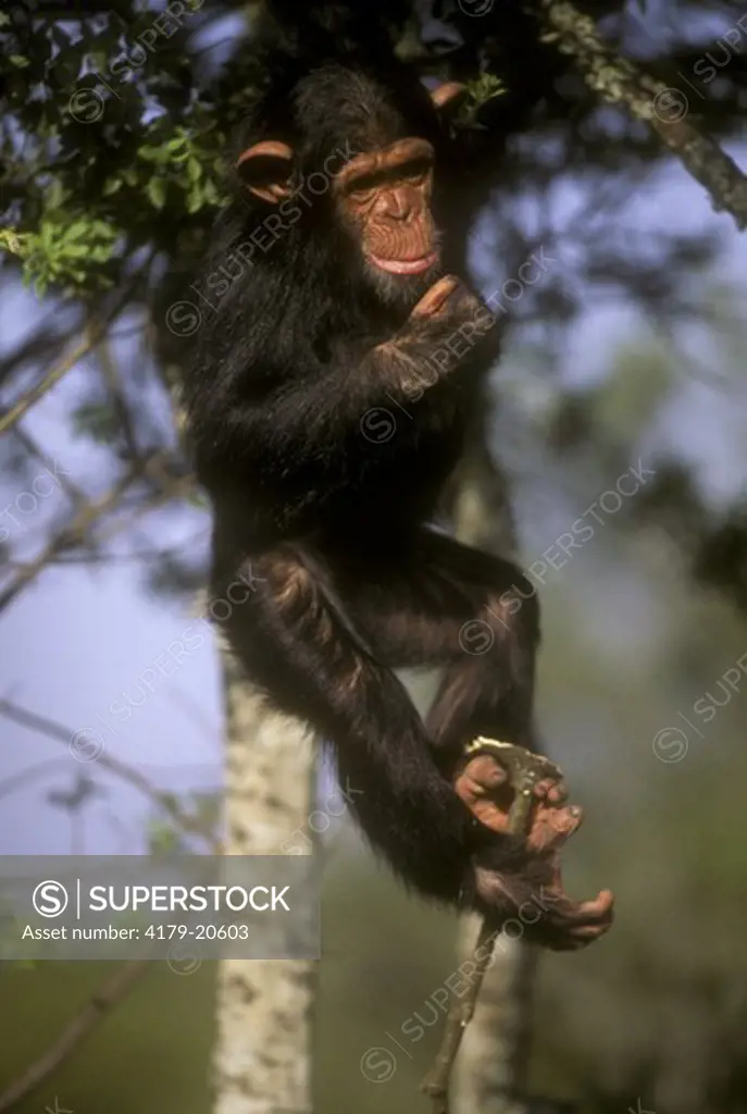 Chimpanzee (Pan troglodytes) Sweetwaters Sanctuary, Kenya