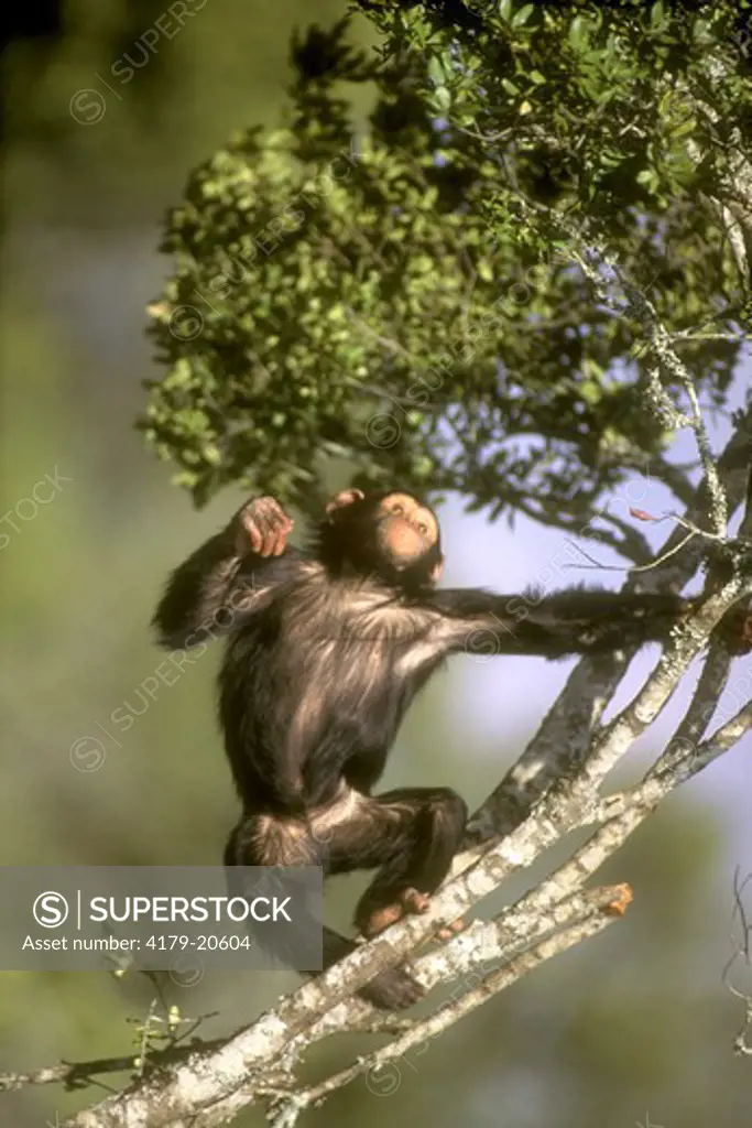 Chimpanzee (Pan troglodytes) Sweetwaters S., Kenya