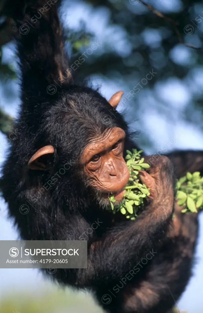 Chimpanzee Eating (Pan troglodytes) Sweetwaters Sanctuary, Kenya