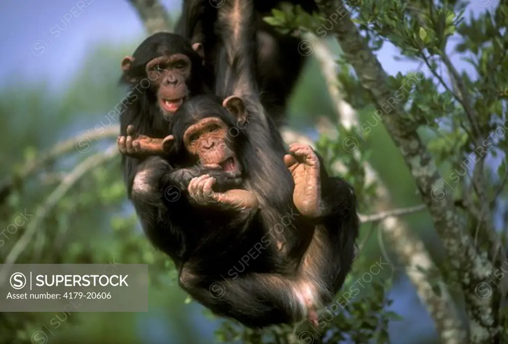 Chimpanzees Playing (Pan troglodytes) Sweetwaters Sanctuary, Kenya