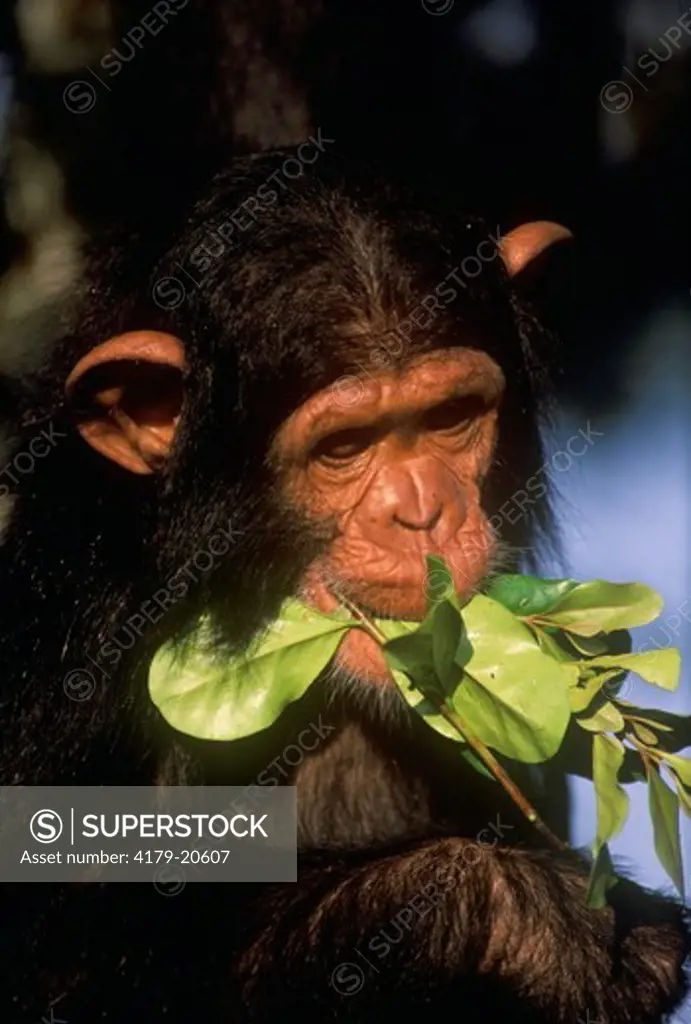 Chimpanzee  (Pan troglodytes) Sweetwaters Sanctuary, Kenya