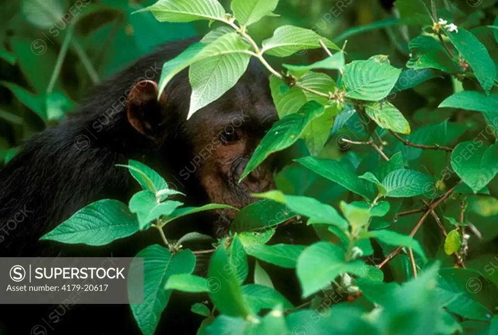 E. Common Chimp feeding climbing Tree (Pan t. schweinfurthii), Gombe NP, Tanzania (Faustino)