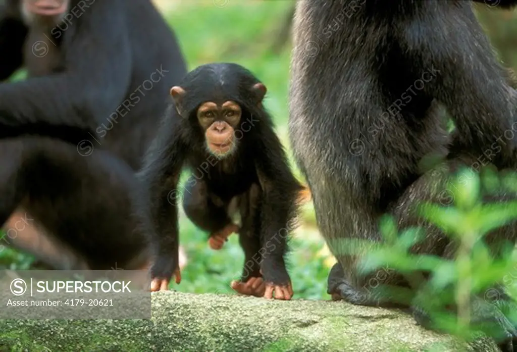 Baby Chimpanzee (Pan troglodytis), Africa, IC