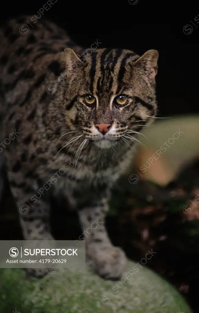 Fishing Cat portrait (Prionailurus viverrina) captive, occurs in South East Asia and India