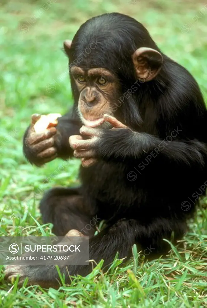 Chimpanzee Eating Apple (Pan troglodytes)