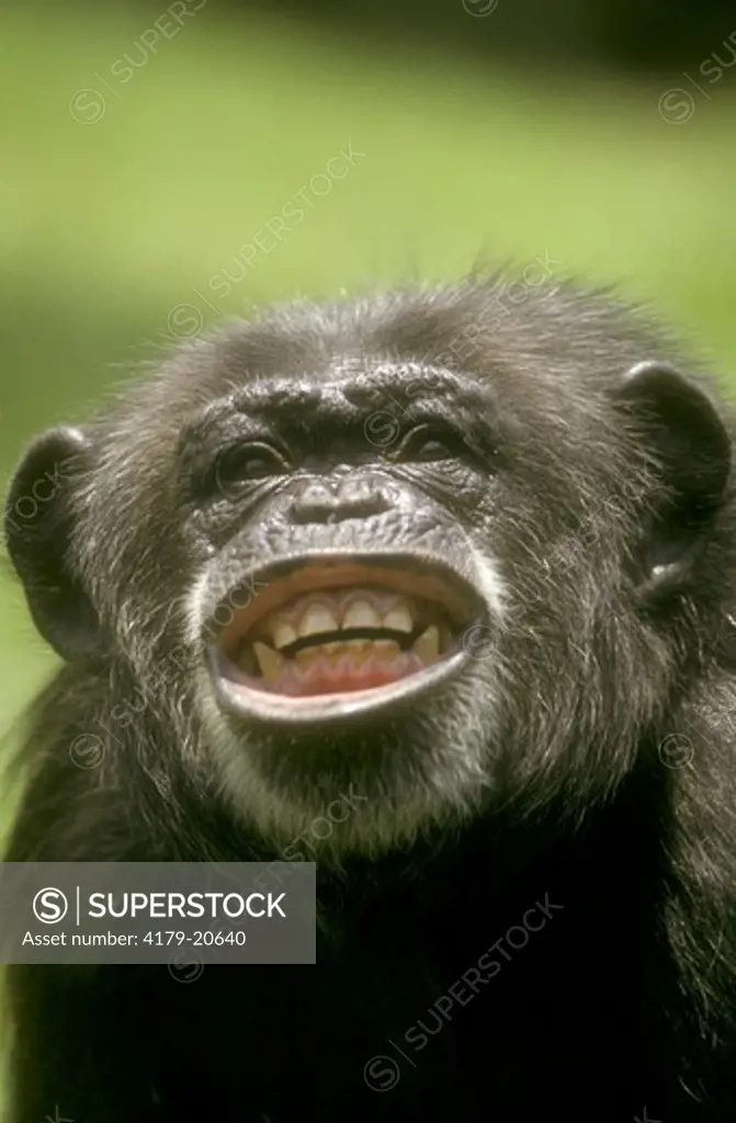 Chimpanzee (Pan troglodytes) at Myombe Reserve, Busch Gardens, Tampa, FL