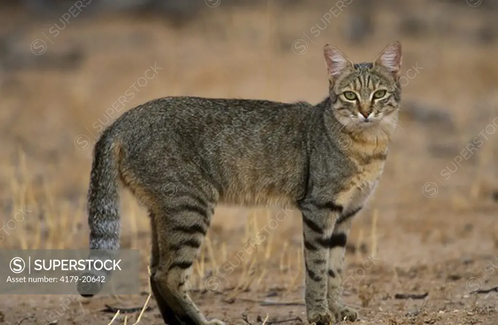 African Wild Cat (Felis s. lybica) Kalahari Gemsbok Park, South Africa
