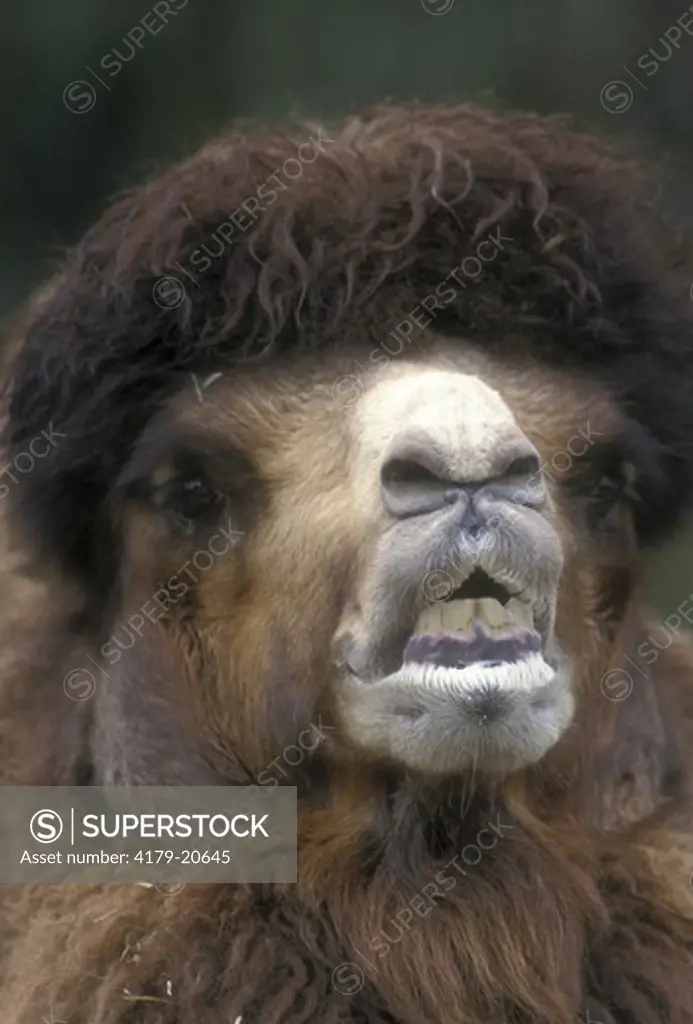 Bactrian Camel w/ mouth open, lip up - head shot