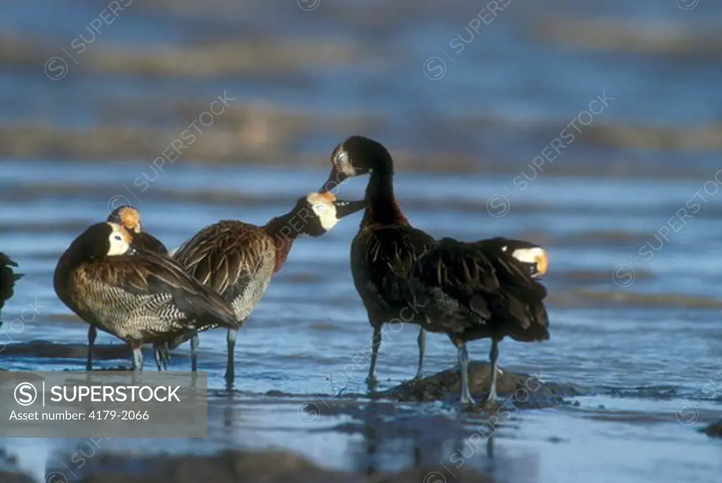 White-Faced Whistling Ducks (Dendrocygna riduata) Lake Baringo - Kenya allopreening