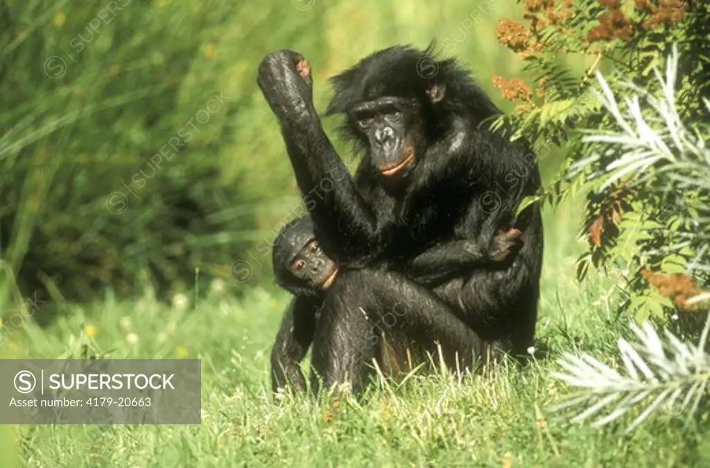 Bonobo female w/ Young