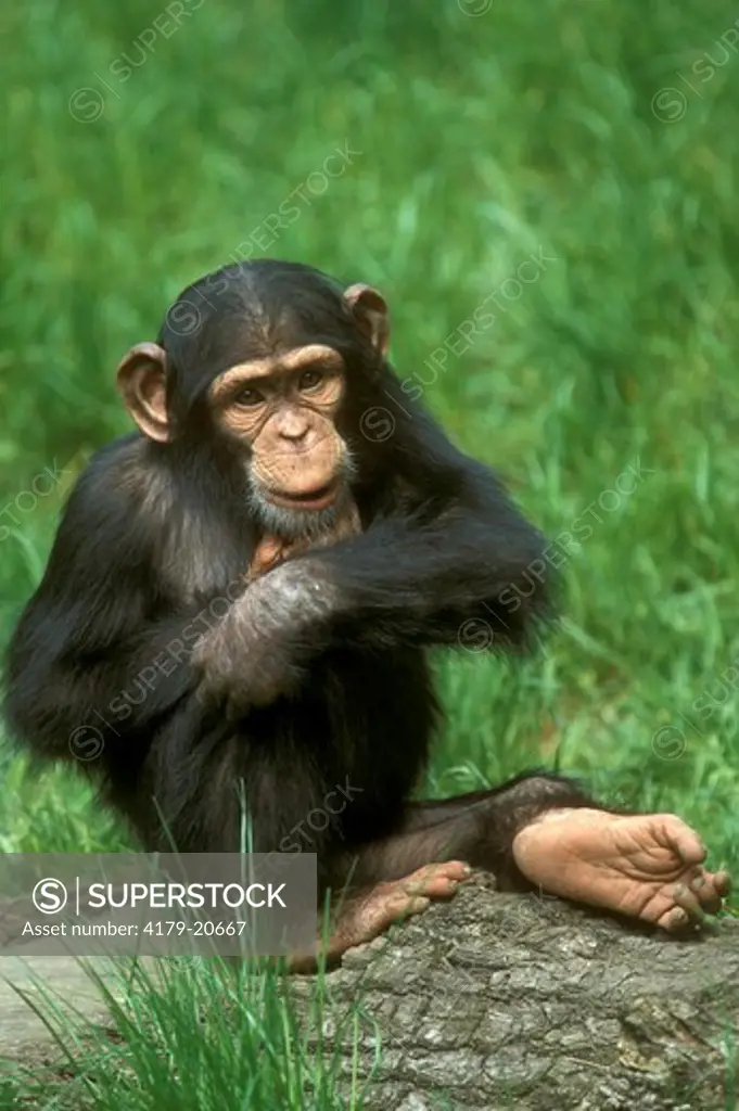 Chimpanzee (Pan troglodytes) young
