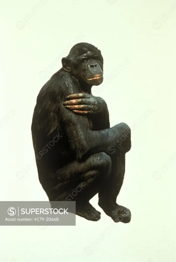 Pygmy Chimp or Bonobo, male (Pan paniscus), digitally silhouetted