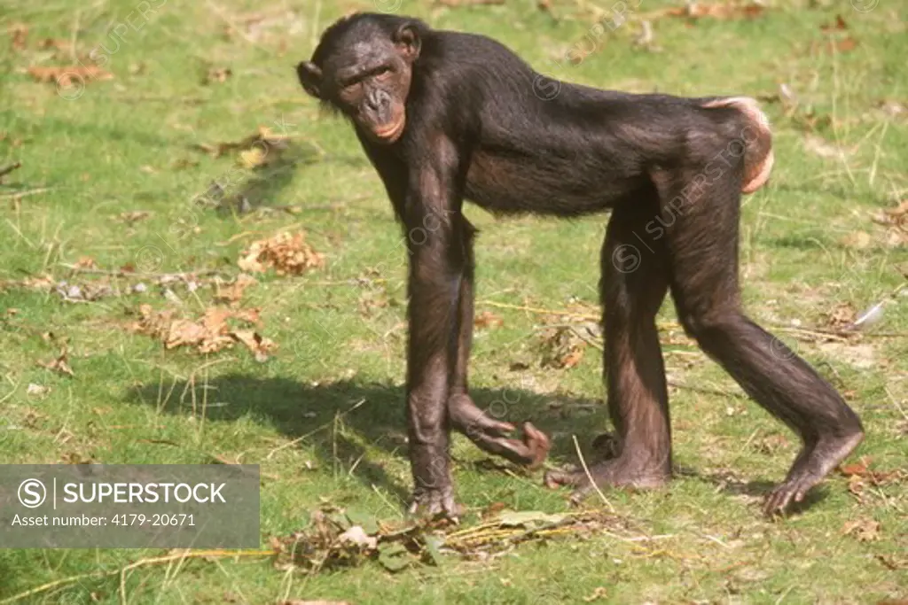 Bonobo or Pygmy Chimpanzee (Pan paniscus), female walking