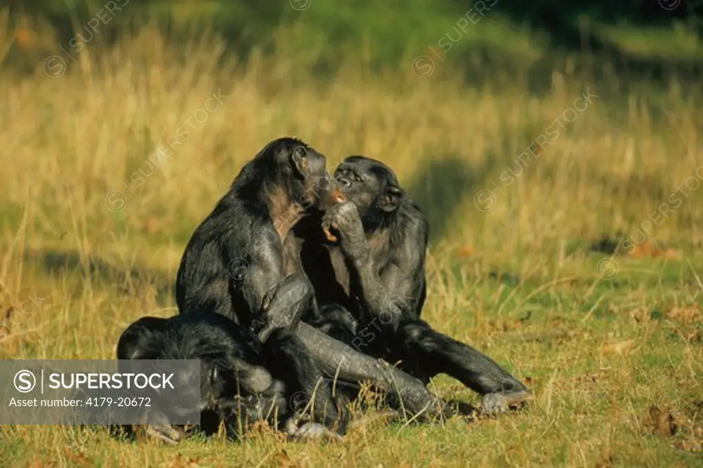 Bonobo or Pygmy Chimpanzee (Pan paniscus), family group grooming