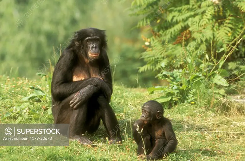 Bonobo or Pygmy Chimpanzee (Pan paniscus), female with young