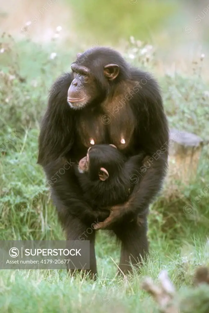 Female Chimpanzee with Young (Pan troglodytes)