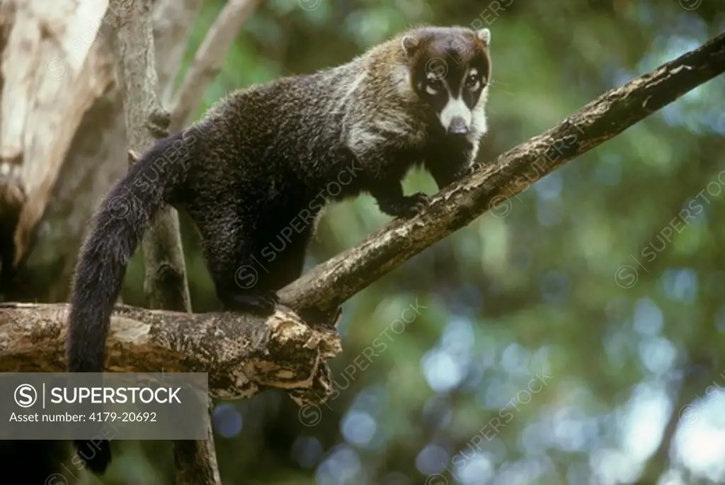 Coati (N. nasua) Costa Rica