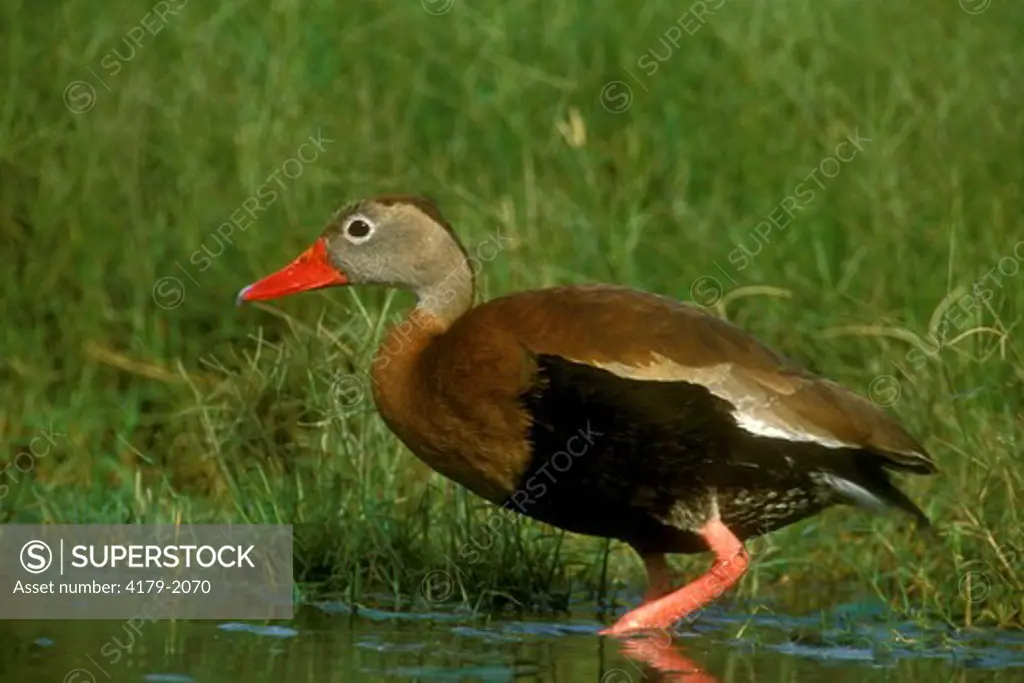 Black-bellied Whistling Duck (Dendrocygma autumalis),  Rio Grande Valley, TX, Texas