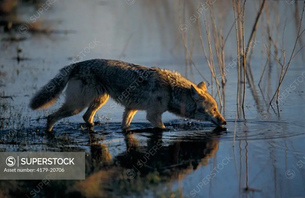 Coyote (Canis latrans) drinking