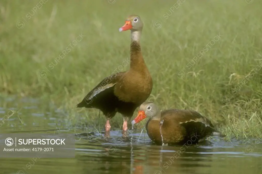 Black-bellied Whistling Ducks (Dendrocygma autumalis),  Rio Grande Valley, TX, Texas