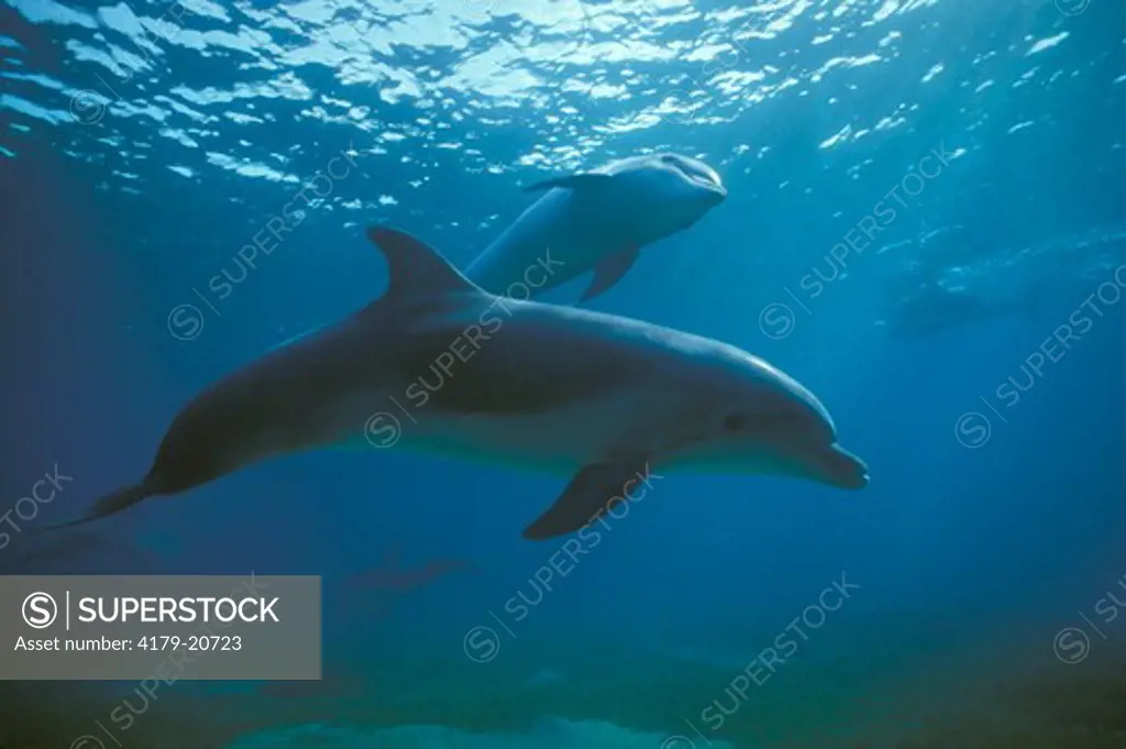 Bottlenose Dolphins (Tursiops truncatus)