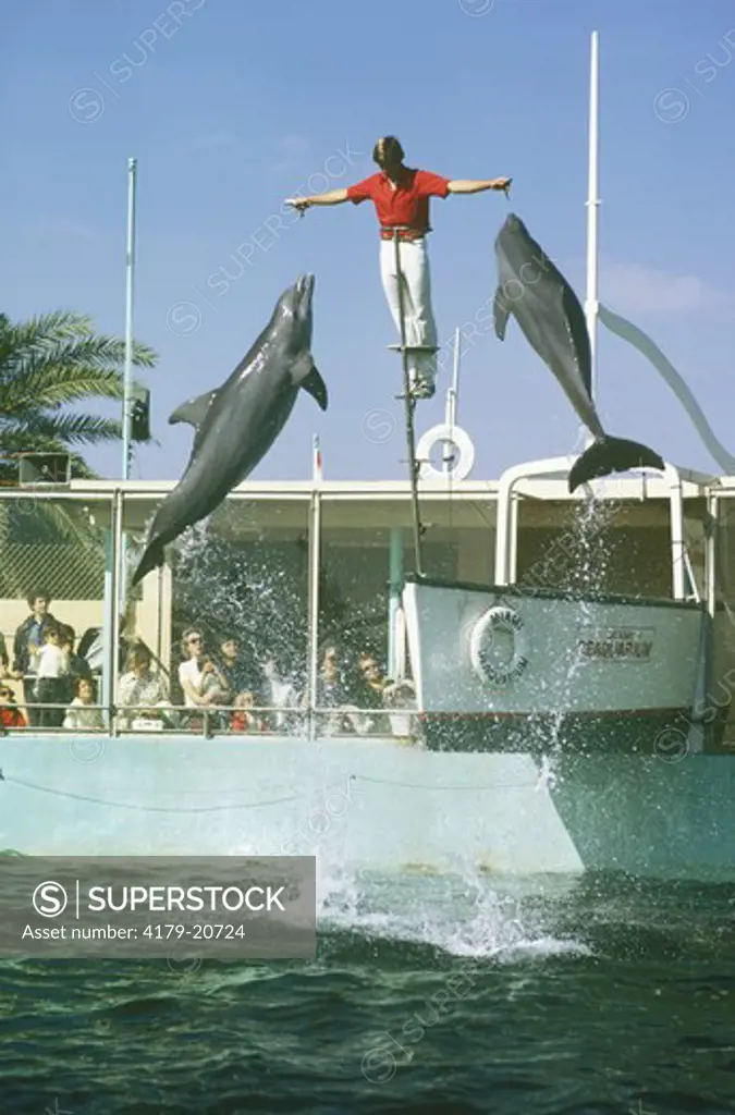 Porpoises or Bottlenose Dolphins - Miami Seaquarium