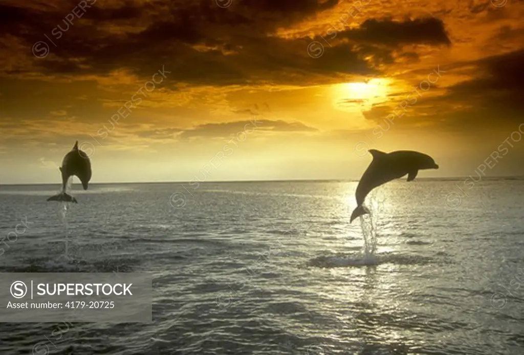 Bottlenose Dolphins jumping  at Sunset (Tursiops truncatus), Honduras