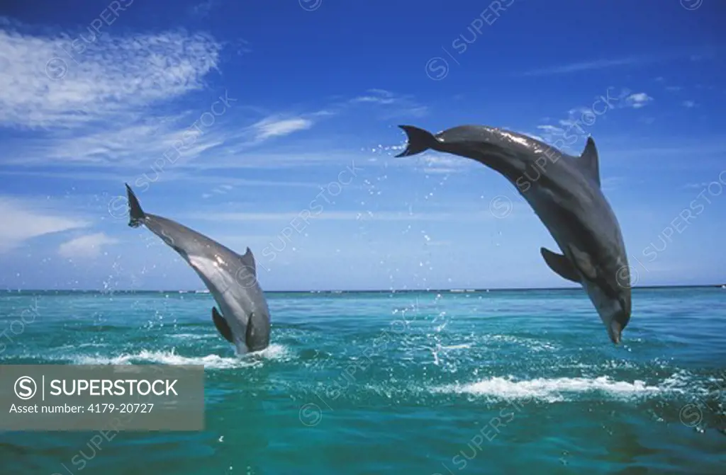 Bottlenose Dolphins jumping (Tursiops truncatus), Honduras