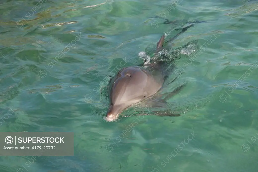 Bottlenose Dolphin (Tursiops truncatus) Swimming near Honduras     Spring 2005, note blowhole