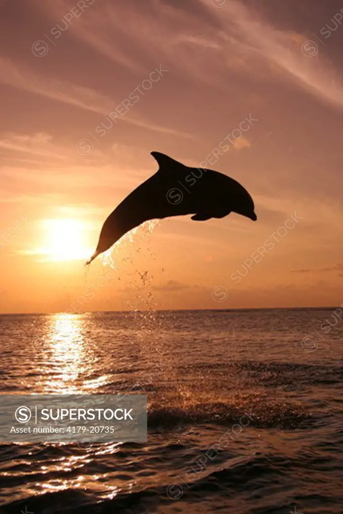 Bottlenose Dolphin (Tursiops truncatus) Jumping at sunset,  Honduras