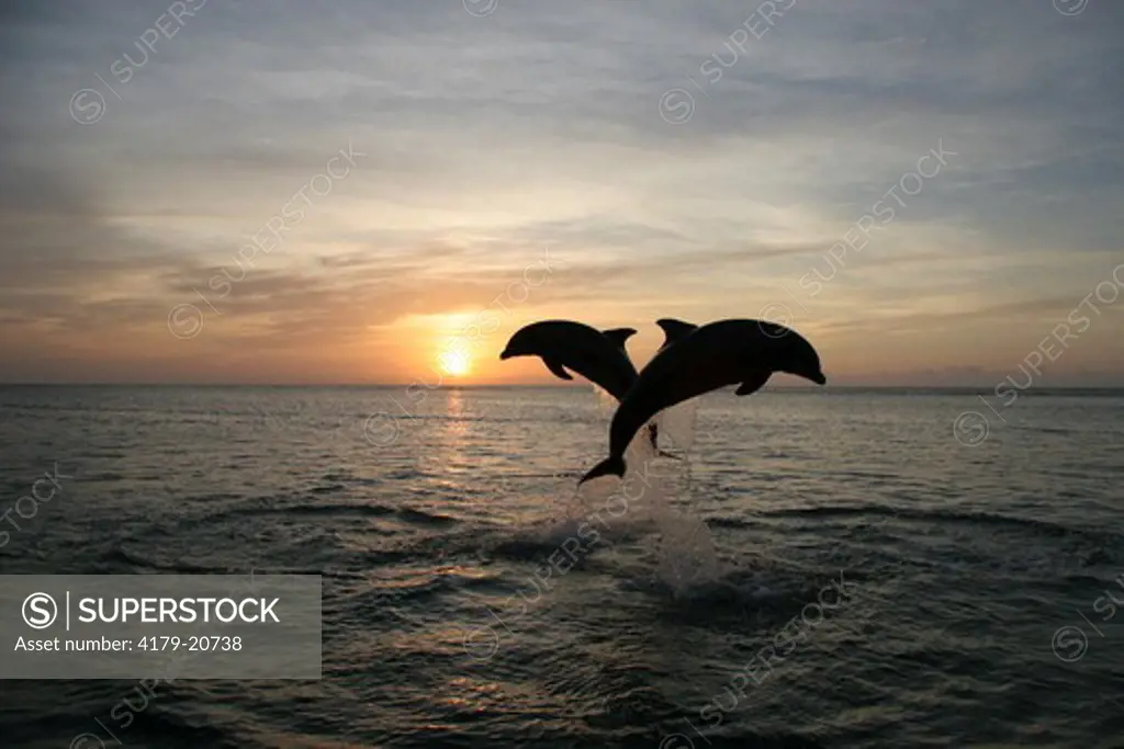 Bottlenose Dolphins (Tursiops truncatus) Jumping at sunset   Honduras