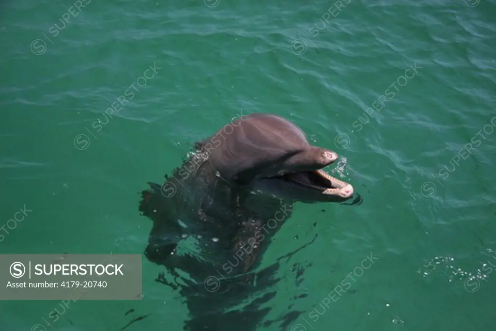 Bottlenose Dolphin (Tursiops truncatus)  Honduras