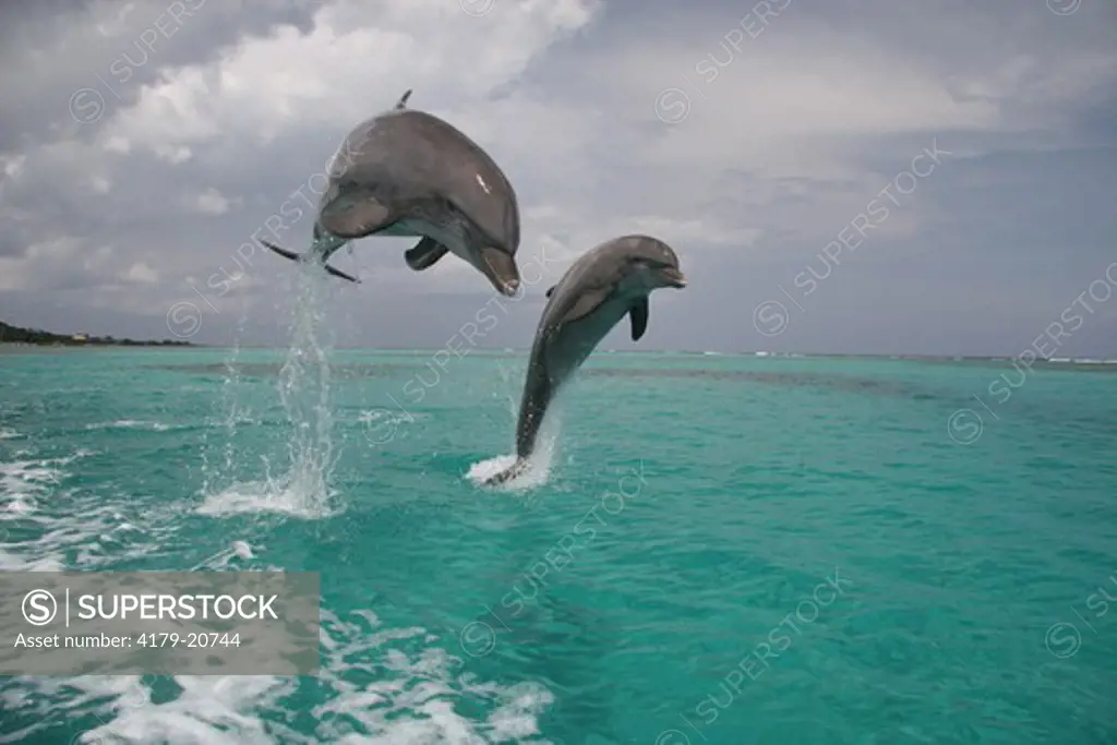 Bottlenose Dolphins (Tursiops truncates) Jumping  Honduras