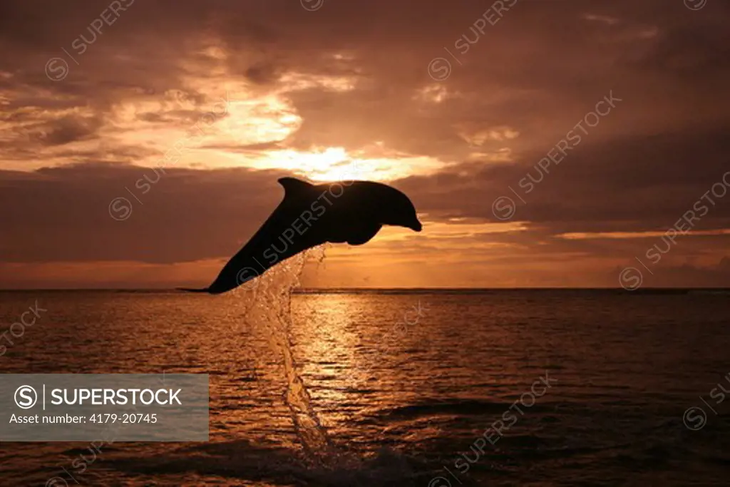 Bottlenose Dolphin (Tursiops truncatus) Jumping at Sunset, Honduras