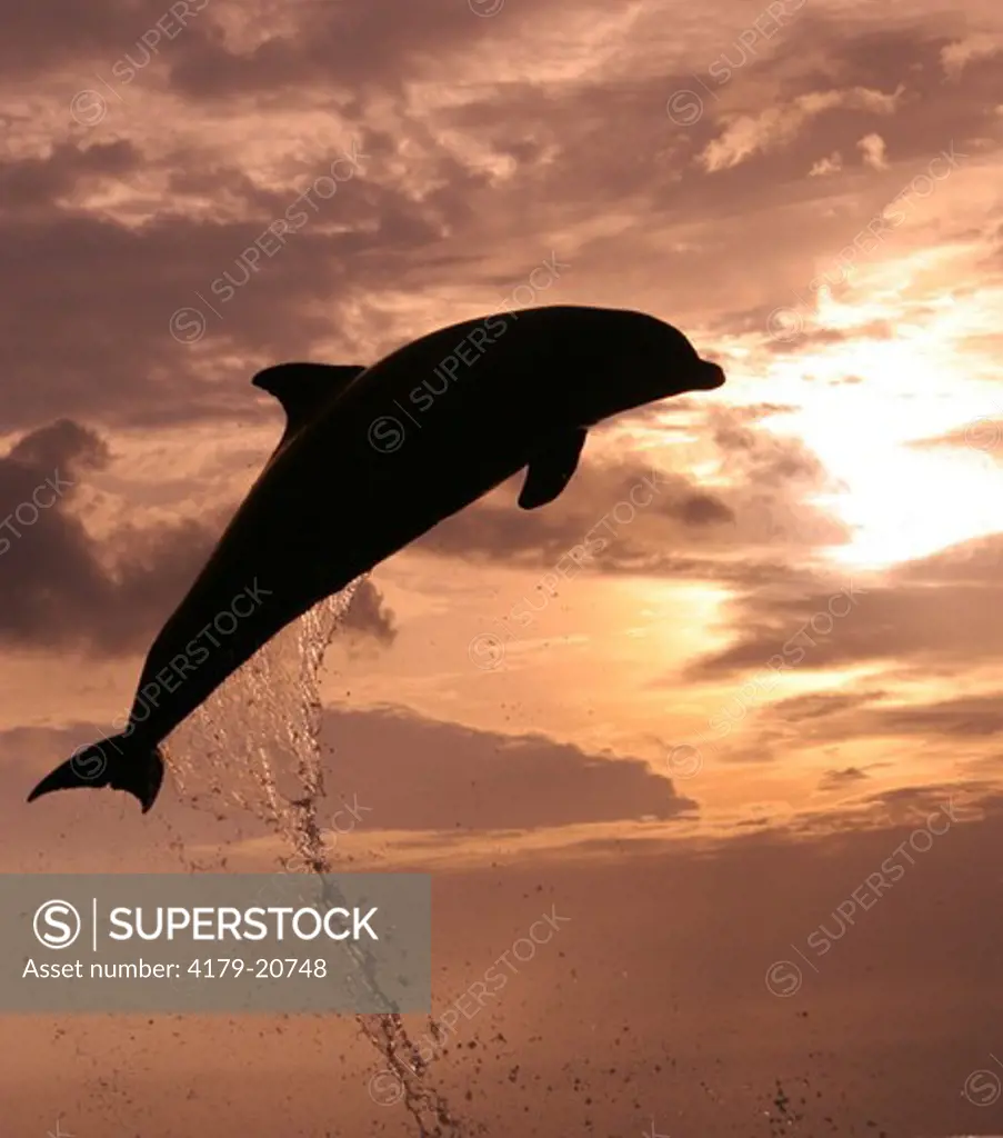 Bottlenose Dolphin (Tursiops truncates) Jumping at Sunset, Honduras