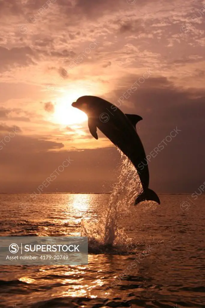 Bottlenose Dolphin (Tursiops truncatus) Jumping at Sunset  Honduras