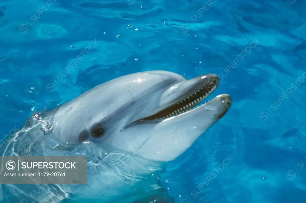 Dolphin - Bottlenose (Tursiops truncatus)