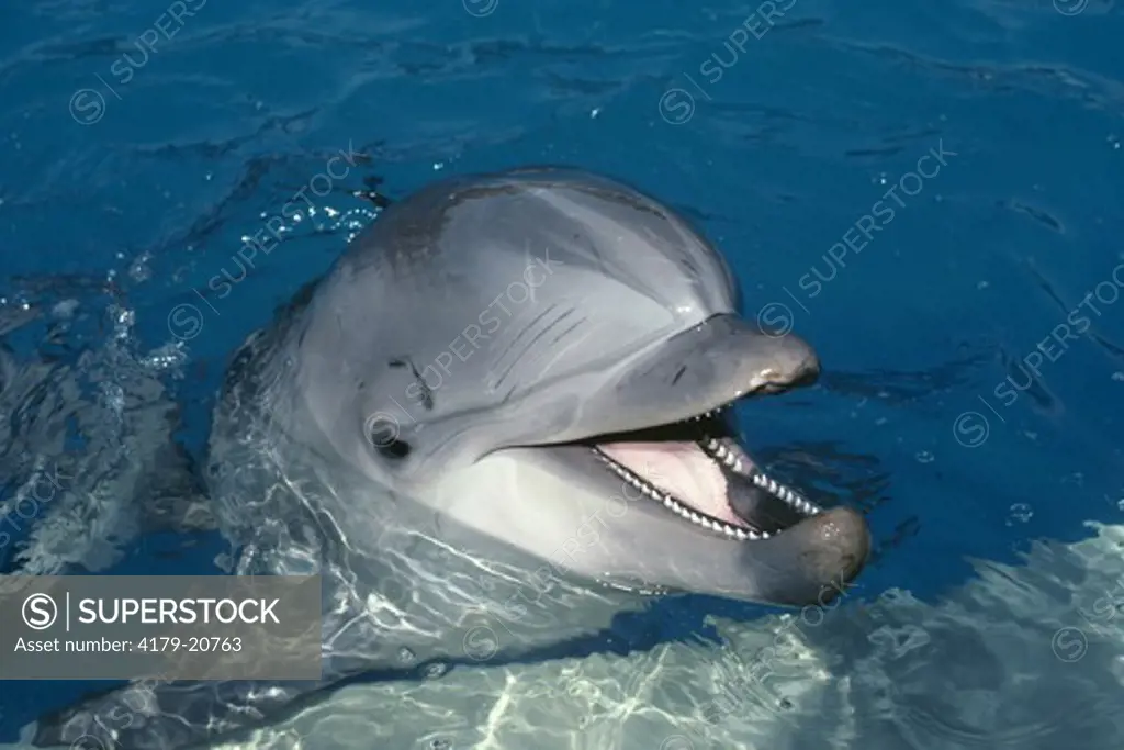 Bottlenosed Dolphin (Tursiops truncatus) North America