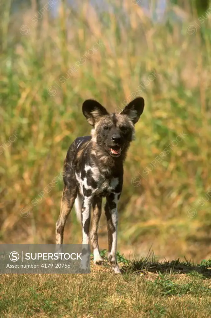 Cape Hunting Dog (Lycaon pictus)